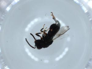  ( - BIOUG54550-E04)  @11 [ ] CreativeCommons - Attribution (2020) Centre for Biodiversity Genomics Centre for Biodiversity Genomics