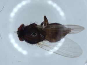  (Lonchaea longicornis - BIOUG54552-E03)  @11 [ ] CreativeCommons - Attribution (2020) Centre for Biodiversity Genomics Centre for Biodiversity Genomics