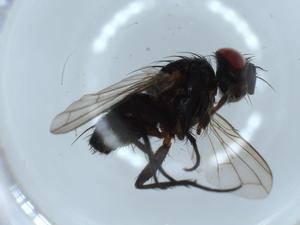  ( - BIOUG54552-E06)  @11 [ ] CreativeCommons - Attribution (2020) Centre for Biodiversity Genomics Centre for Biodiversity Genomics