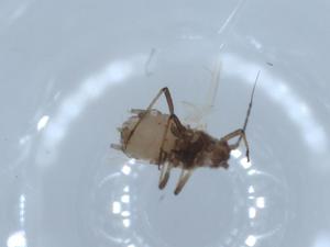  ( - BIOUG54737-B02)  @11 [ ] CreativeCommons - Attribution (2020) Centre for Biodiversity Genomics Centre for Biodiversity Genomics