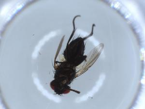  ( - BIOUG54741-G11)  @11 [ ] CreativeCommons - Attribution (2020) Centre for Biodiversity Genomics Centre for Biodiversity Genomics