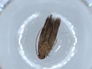  ( - BIOUG54748-E09)  @11 [ ] CreativeCommons - Attribution (2020) Centre for Biodiversity Genomics Centre for Biodiversity Genomics