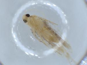  ( - BIOUG54748-F04)  @11 [ ] CreativeCommons - Attribution (2020) Centre for Biodiversity Genomics Centre for Biodiversity Genomics