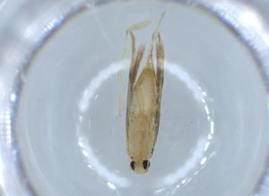  ( - BIOUG54748-G02)  @11 [ ] CreativeCommons - Attribution (2020) Centre for Biodiversity Genomics Centre for Biodiversity Genomics