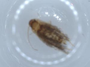  ( - BIOUG54751-C01)  @11 [ ] CreativeCommons - Attribution (2020) Centre for Biodiversity Genomics Centre for Biodiversity Genomics