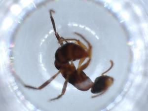  ( - BIOUG54751-D12)  @11 [ ] CreativeCommons - Attribution (2020) Centre for Biodiversity Genomics Centre for Biodiversity Genomics