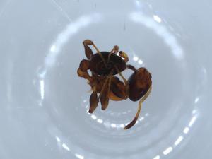  ( - BIOUG54751-F01)  @11 [ ] CreativeCommons - Attribution (2020) Centre for Biodiversity Genomics Centre for Biodiversity Genomics