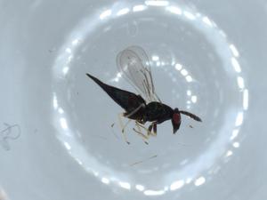  ( - BIOUG54752-D07)  @11 [ ] CreativeCommons - Attribution (2020) Centre for Biodiversity Genomics Centre for Biodiversity Genomics