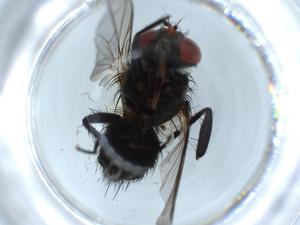  ( - BIOUG54754-H11)  @11 [ ] CreativeCommons - Attribution (2020) Centre for Biodiversity Genomics Centre for Biodiversity Genomics