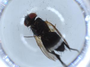  ( - BIOUG54513-B03)  @11 [ ] CreativeCommons - Attribution (2020) Centre for Biodiversity Genomics Centre for Biodiversity Genomics