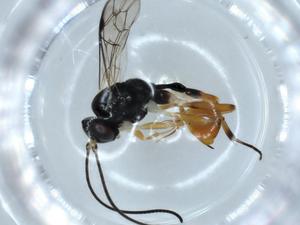  ( - BIOUG54515-G04)  @11 [ ] CreativeCommons - Attribution (2020) Centre for Biodiversity Genomics Centre for Biodiversity Genomics