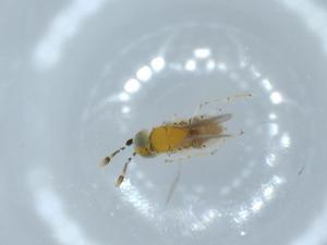  ( - BIOUG54522-E06)  @11 [ ] CreativeCommons - Attribution (2020) Centre for Biodiversity Genomics Centre for Biodiversity Genomics