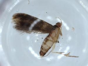  ( - BIOUG54457-E02)  @11 [ ] CreativeCommons - Attribution (2020) Centre for Biodiversity Genomics Centre for Biodiversity Genomics