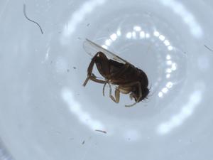  ( - BIOUG54841-G11)  @11 [ ] CreativeCommons - Attribution (2020) Centre for Biodiversity Genomics Centre for Biodiversity Genomics