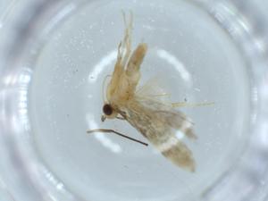  ( - BIOUG54848-E06)  @11 [ ] CreativeCommons - Attribution (2020) Centre for Biodiversity Genomics Centre for Biodiversity Genomics