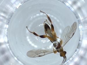  ( - BIOUG54851-B12)  @11 [ ] CreativeCommons - Attribution (2020) Centre for Biodiversity Genomics Centre for Biodiversity Genomics