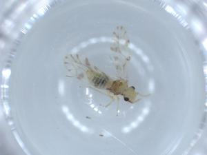  ( - BIOUG54862-B12)  @11 [ ] CreativeCommons - Attribution (2020) Centre for Biodiversity Genomics Centre for Biodiversity Genomics