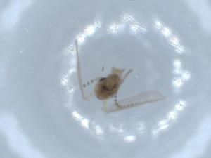  ( - BIOUG54881-F09)  @11 [ ] CreativeCommons - Attribution (2020) Centre for Biodiversity Genomics Centre for Biodiversity Genomics