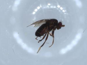  ( - BIOUG54919-G08)  @11 [ ] CreativeCommons - Attribution (2020) Centre for Biodiversity Genomics Centre for Biodiversity Genomics