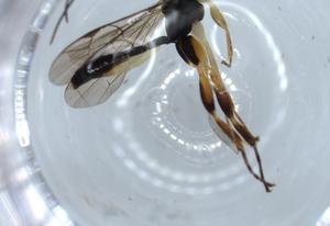  ( - BIOUG54920-G01)  @11 [ ] CreativeCommons - Attribution (2020) Centre for Biodiversity Genomics Centre for Biodiversity Genomics