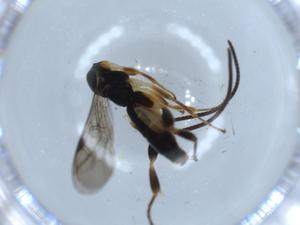  ( - BIOUG54923-B07)  @11 [ ] CreativeCommons - Attribution (2020) Centre for Biodiversity Genomics Centre for Biodiversity Genomics