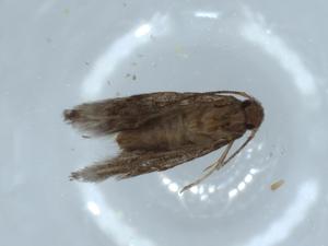  ( - BIOUG54295-G05)  @11 [ ] CreativeCommons - Attribution (2020) Centre for Biodiversity Genomics Centre for Biodiversity Genomics