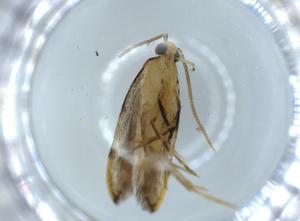  ( - BIOUG54295-H04)  @11 [ ] CreativeCommons - Attribution (2020) Centre for Biodiversity Genomics Centre for Biodiversity Genomics