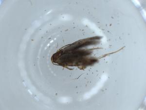  ( - BIOUG54317-A04)  @11 [ ] CreativeCommons - Attribution (2020) Centre for Biodiversity Genomics Centre for Biodiversity Genomics