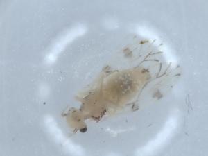  ( - BIOUG54934-D06)  @11 [ ] CreativeCommons - Attribution (2020) Centre for Biodiversity Genomics Centre for Biodiversity Genomics