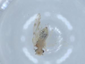  ( - BIOUG54934-E03)  @11 [ ] CreativeCommons - Attribution (2020) Centre for Biodiversity Genomics Centre for Biodiversity Genomics