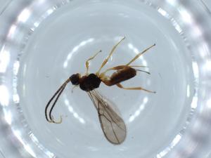  ( - BIOUG54641-C10)  @11 [ ] CreativeCommons - Attribution (2020) Centre for Biodiversity Genomics Centre for Biodiversity Genomics