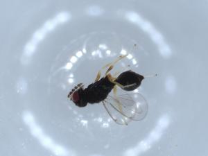  ( - BIOUG54646-E07)  @11 [ ] CreativeCommons - Attribution (2020) Centre for Biodiversity Genomics Centre for Biodiversity Genomics