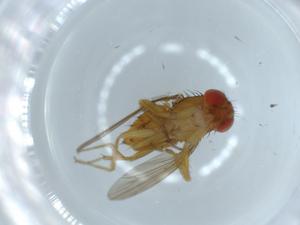  ( - BIOUG54338-A05)  @11 [ ] CreativeCommons - Attribution (2020) Centre for Biodiversity Genomics Centre for Biodiversity Genomics