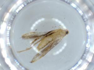  ( - BIOUG54343-C06)  @11 [ ] CreativeCommons - Attribution (2020) Centre for Biodiversity Genomics Centre for Biodiversity Genomics