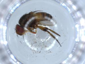  ( - BIOUG54346-F10)  @11 [ ] CreativeCommons - Attribution (2020) Centre for Biodiversity Genomics Centre for Biodiversity Genomics