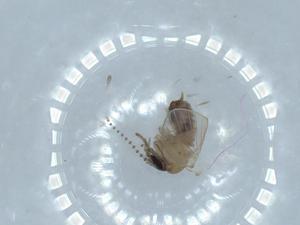  ( - BIOUG54352-C02)  @11 [ ] CreativeCommons - Attribution (2020) Centre for Biodiversity Genomics Centre for Biodiversity Genomics