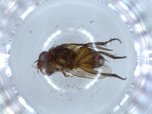  ( - BIOUG54353-E11)  @11 [ ] CreativeCommons - Attribution (2020) Centre for Biodiversity Genomics Centre for Biodiversity Genomics