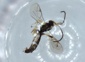  ( - BIOUG54357-D11)  @11 [ ] CreativeCommons - Attribution (2020) Centre for Biodiversity Genomics Centre for Biodiversity Genomics