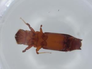  ( - BIOUG59412-G06)  @11 [ ] CreativeCommons - Attribution (2020) Centre for Biodiversity Genomics Centre for Biodiversity Genomics