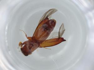  ( - BIOUG62139-A12)  @11 [ ] CreativeCommons - Attribution (2020) Centre for Biodiversity Genomics Centre for Biodiversity Genomics