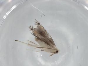  ( - BIOUG62087-F02)  @11 [ ] CreativeCommons - Attribution (2020) Centre for Biodiversity Genomics Centre for Biodiversity Genomics