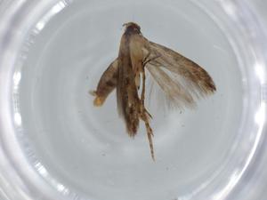  ( - BIOUG62095-A06)  @11 [ ] CreativeCommons - Attribution (2020) Centre for Biodiversity Genomics Centre for Biodiversity Genomics