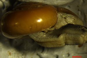  ( - AEG_DS1)  @11 [ ] CCA (2024) University of Lodz Dept of Invertebrate Zoology and Hydrobiology, University of Lodz