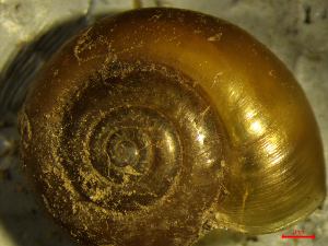  ( - AEG_DS3)  @11 [ ] CCA (2024) University of Lodz Dept of Invertebrate Zoology and Hydrobiology, University of Lodz
