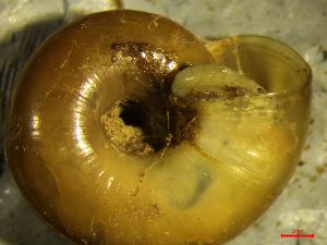  ( - AEG_DS3)  @11 [ ] CCA (2024) University of Lodz Dept of Invertebrate Zoology and Hydrobiology, University of Lodz