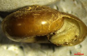  ( - AEG_DS3)  @11 [ ] CCA (2024) University of Lodz Dept of Invertebrate Zoology and Hydrobiology, University of Lodz