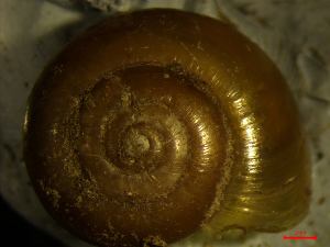  ( - AEG_DS4)  @11 [ ] CCA (2024) University of Lodz Dept of Invertebrate Zoology and Hydrobiology, University of Lodz