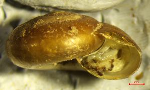  ( - AEG_DS4)  @11 [ ] CCA (2024) University of Lodz Dept of Invertebrate Zoology and Hydrobiology, University of Lodz