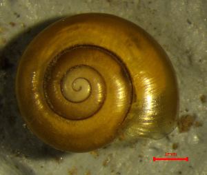  ( - AEG_DS5)  @11 [ ] CCA (2024) University of Lodz Dept of Invertebrate Zoology and Hydrobiology, University of Lodz