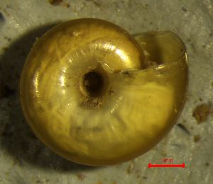 ( - AEG_DS5)  @11 [ ] CCA (2024) University of Lodz Dept of Invertebrate Zoology and Hydrobiology, University of Lodz